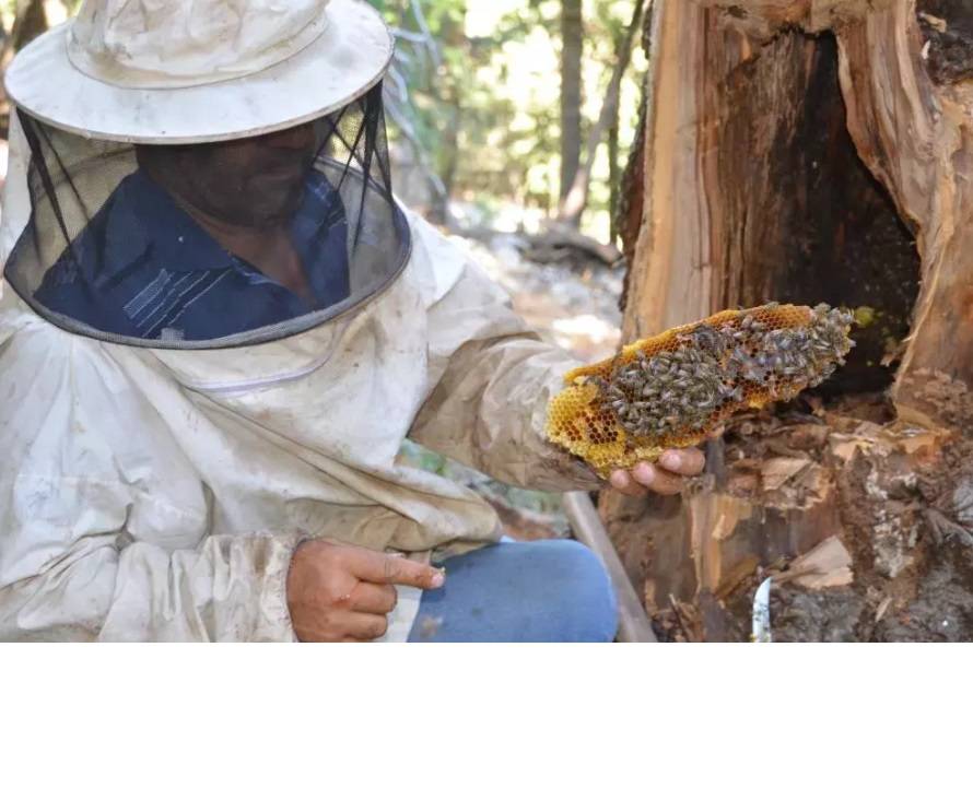 Hadim’in dağlarında ‘firari balı’ hasadı zamanı 5